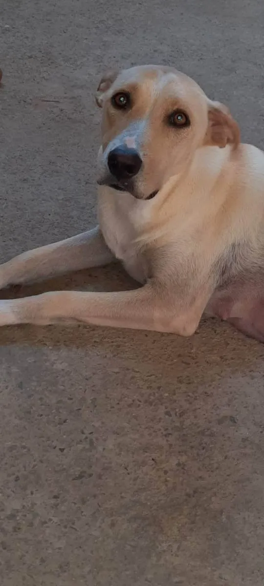 Cachorro ra a Sem raça definida  idade 2 anos nome Lessi