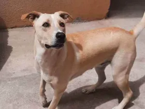 Cachorro raça Sem raça definida  idade 2 anos nome Lessi