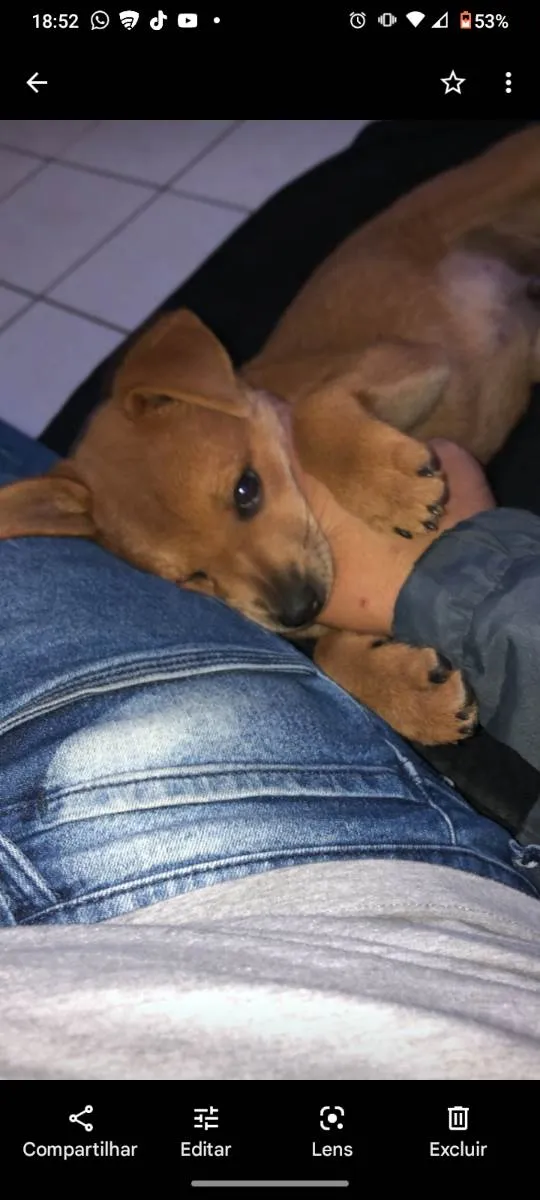 Cachorro ra a Chow-chow  idade 2 a 6 meses nome Tody