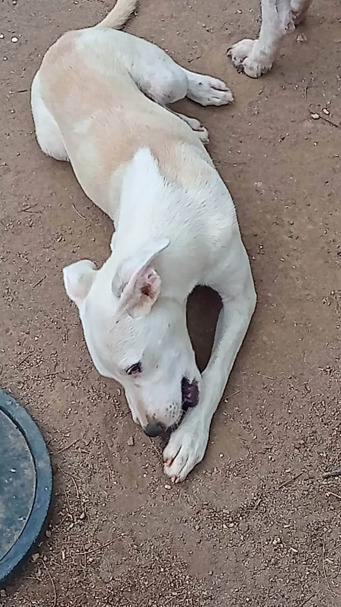 Cachorro ra a  idade 2 a 6 meses nome Perola