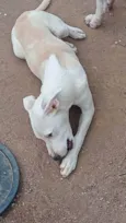 Perola