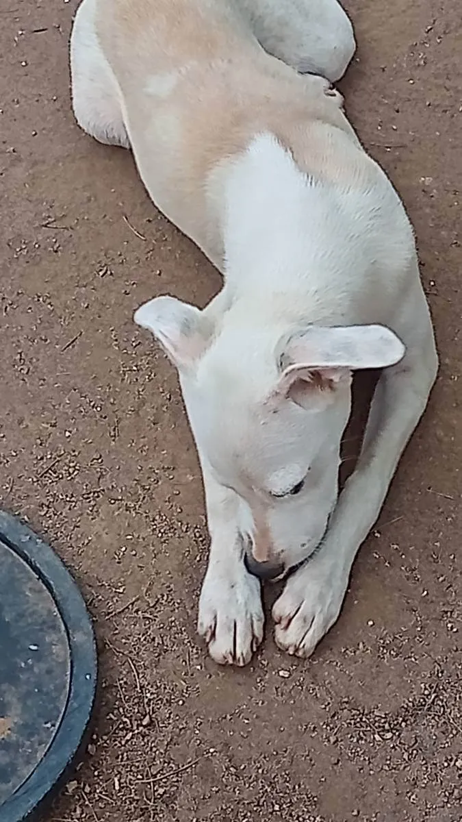 Cachorro ra a  idade 2 a 6 meses nome Perola