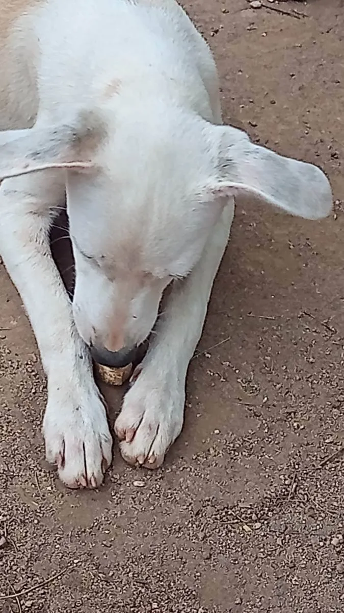 Cachorro ra a  idade 2 a 6 meses nome Perola