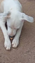 Perola