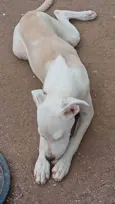 Perola