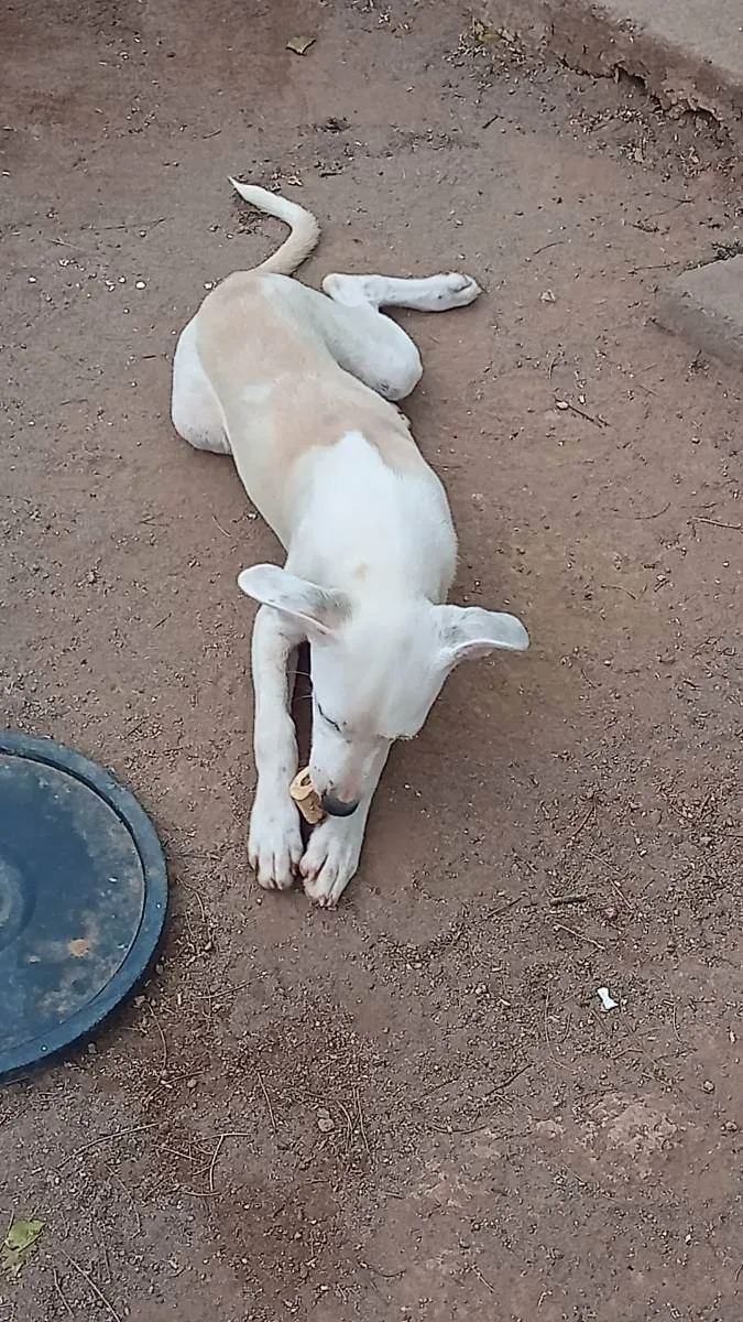 Cachorro ra a  idade 2 a 6 meses nome Perola