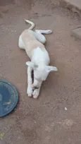 Perola