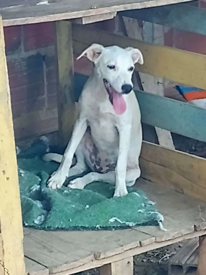 Cachorro ra a  idade 2 a 6 meses nome Perola