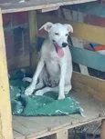 Perola