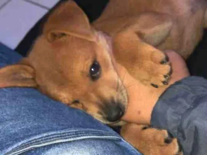 Cachorro ra a Chow-chow  idade 2 a 6 meses nome Tody
