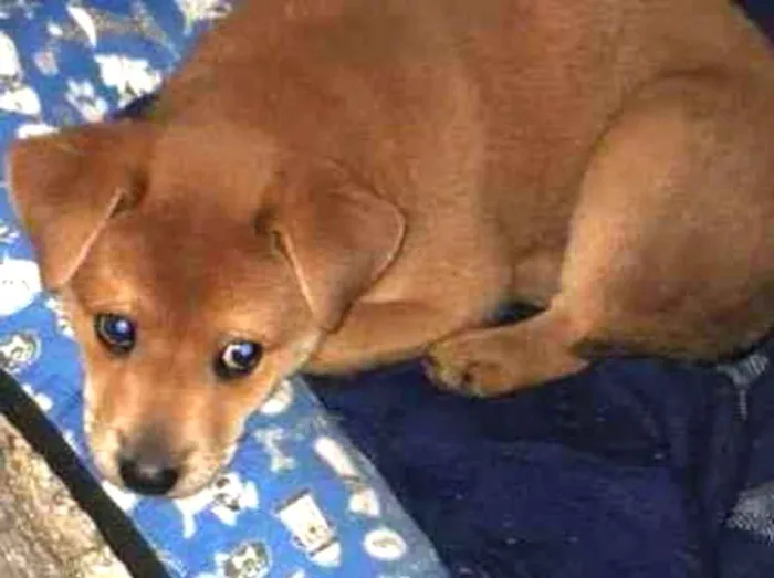 Cachorro ra a Chow-chow  idade 2 a 6 meses nome Tody