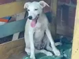 Perola