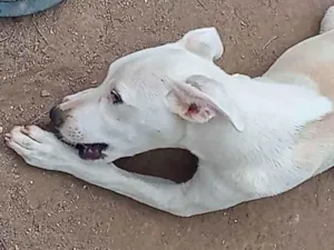 Cachorro raça  idade 2 a 6 meses nome Perola