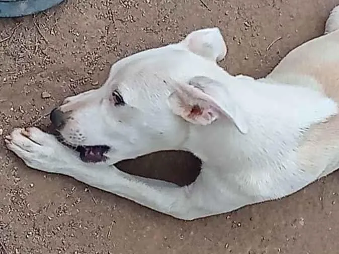 Cachorro ra a  idade 2 a 6 meses nome Perola