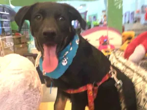 Cachorro raça Srd idade  nome Dudu