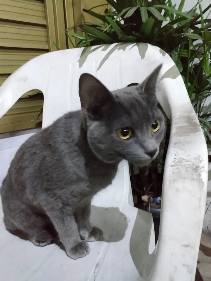 Gato ra a Srd idade 7 a 11 meses nome Cissi
