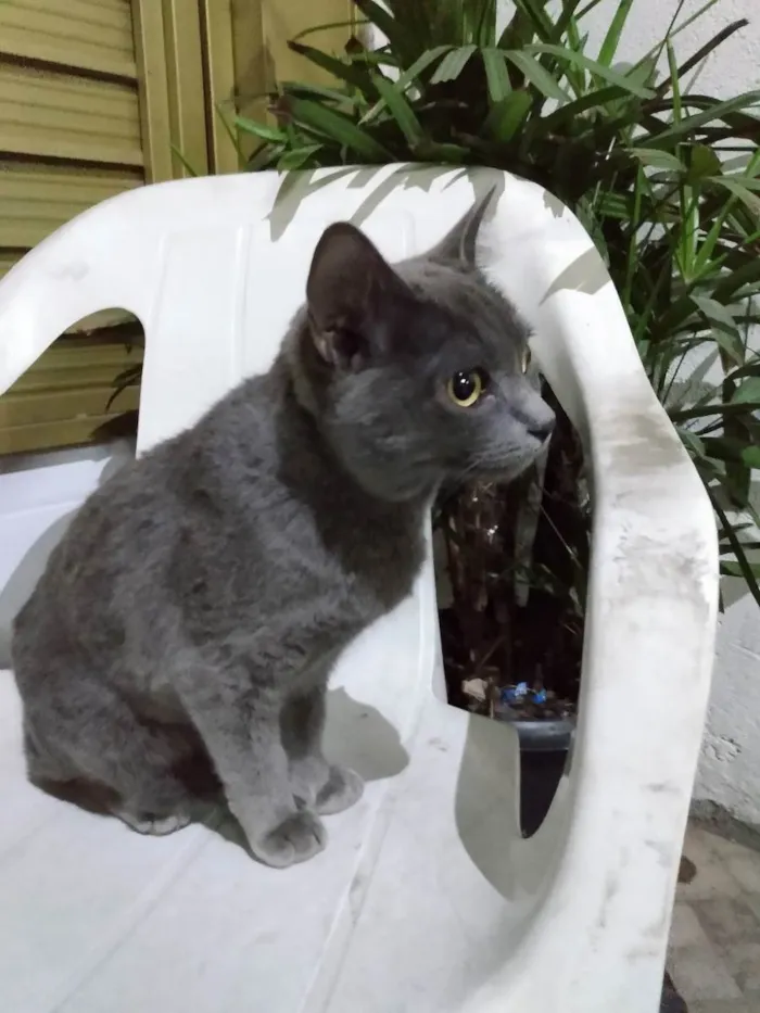 Gato ra a Srd idade 7 a 11 meses nome Cissi