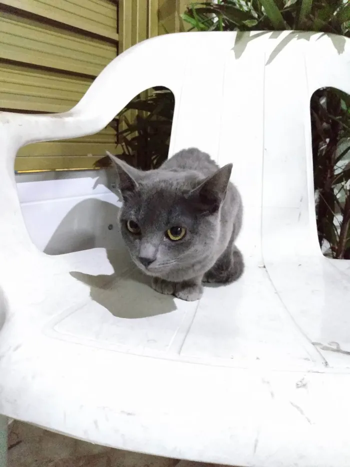 Gato ra a Srd idade 7 a 11 meses nome Cissi