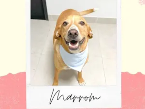 Cachorro raça SRD idade 2 anos nome Marrom