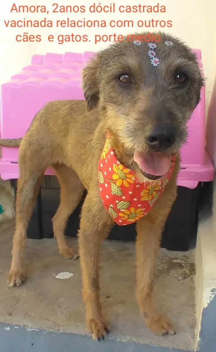 Cachorro raça SRD  idade 2 anos nome Amora