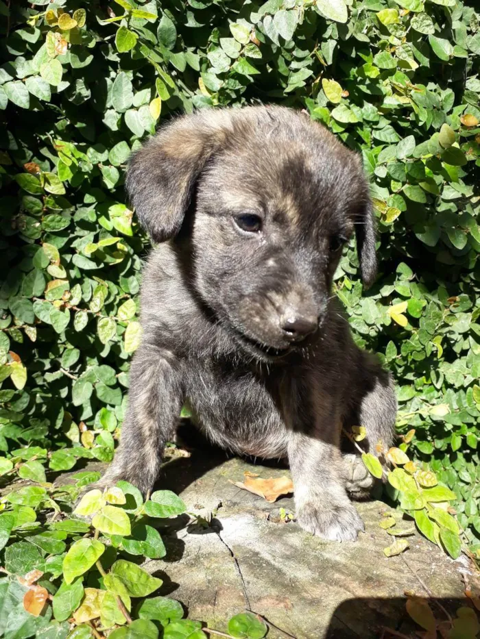 Cachorro ra a Rsd idade 2 a 6 meses nome Lola