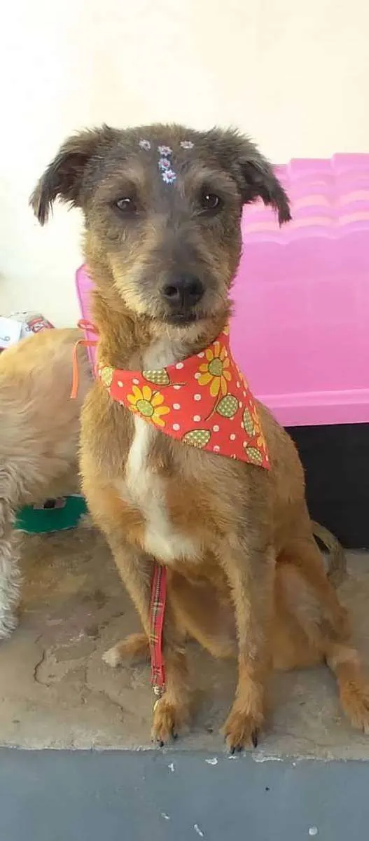 Cachorro raça SRD  idade 2 anos nome Amora