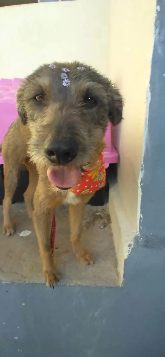 Cachorro raça SRD  idade 2 anos nome Amora