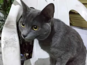 Gato raça Srd idade 7 a 11 meses nome Cissi
