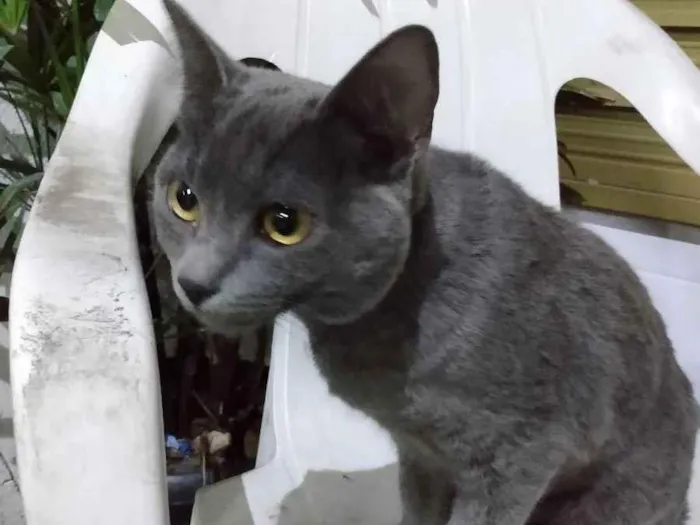 Gato ra a Srd idade 7 a 11 meses nome Cissi