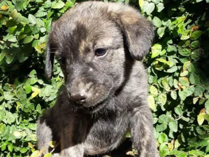 Cachorro raça Rsd idade 2 a 6 meses nome Lola