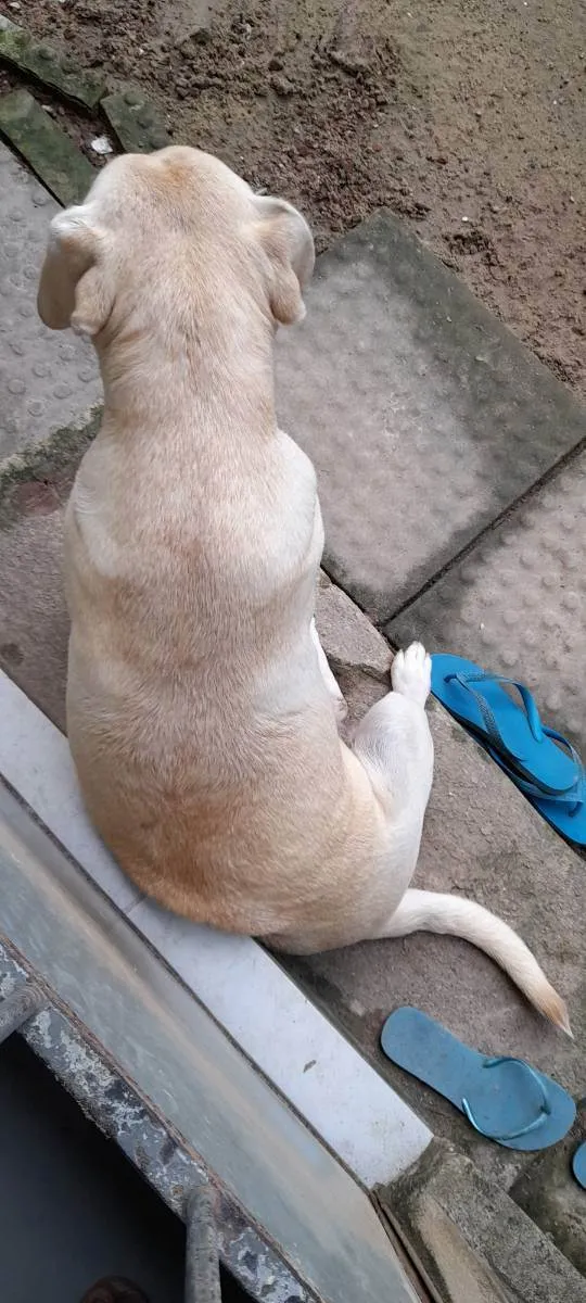 Cachorro raça Labrador  idade 5 anos nome Pandora 