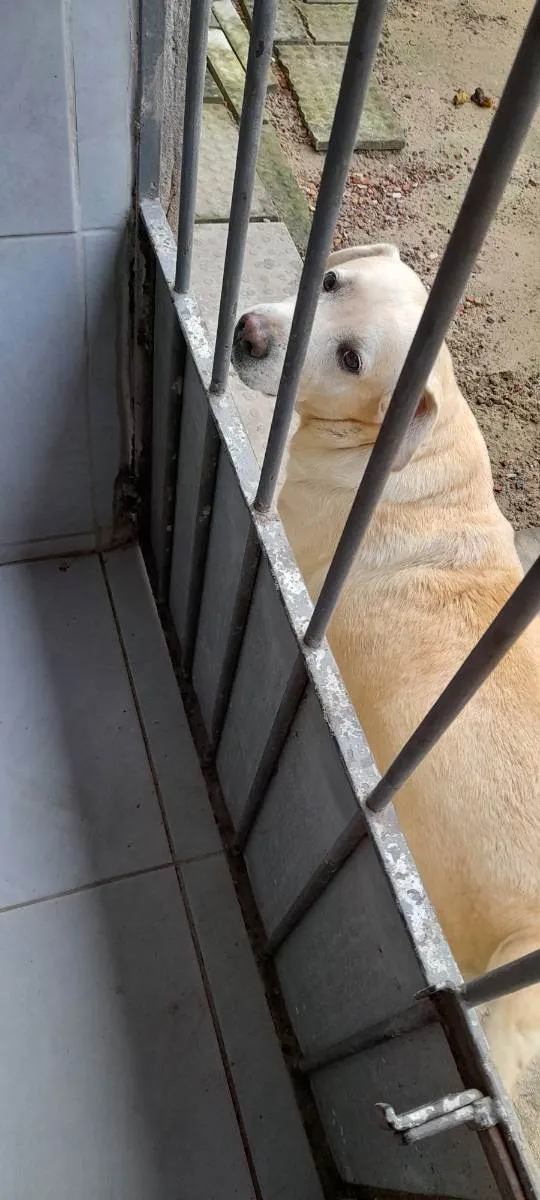 Cachorro raça Labrador  idade 5 anos nome Pandora 