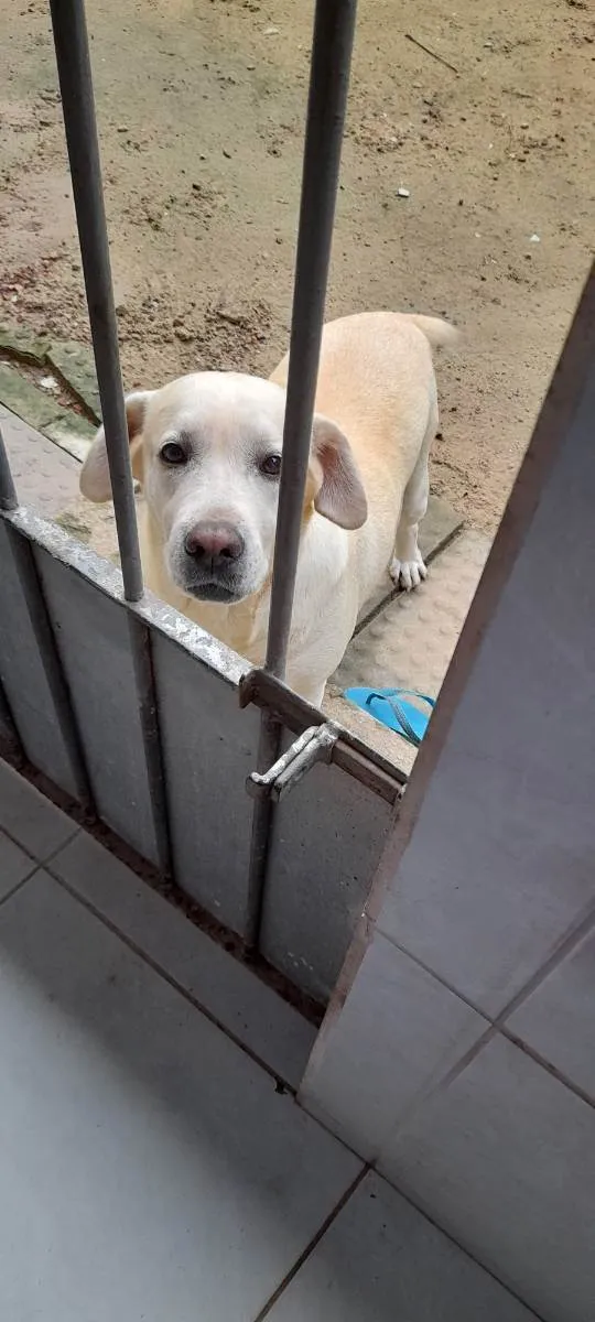 Cachorro raça Labrador  idade 5 anos nome Pandora 