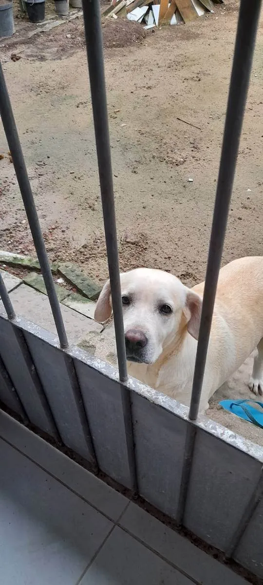 Cachorro raça Labrador  idade 5 anos nome Pandora 