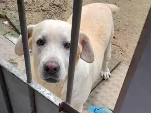 Cachorro raça Labrador  idade 5 anos nome Pandora 