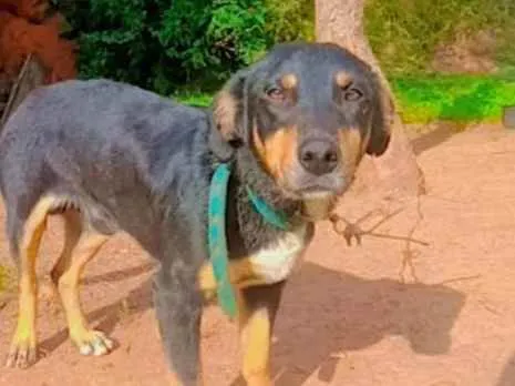 Cachorro ra a Labrador com salsicha  idade 6 ou mais anos nome Buguinho 