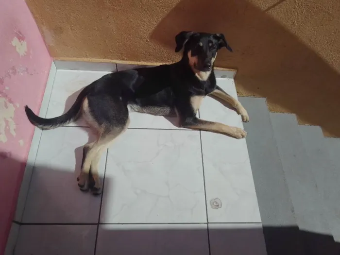 Cachorro ra a Sem raça definida idade 1 ano nome Cacau