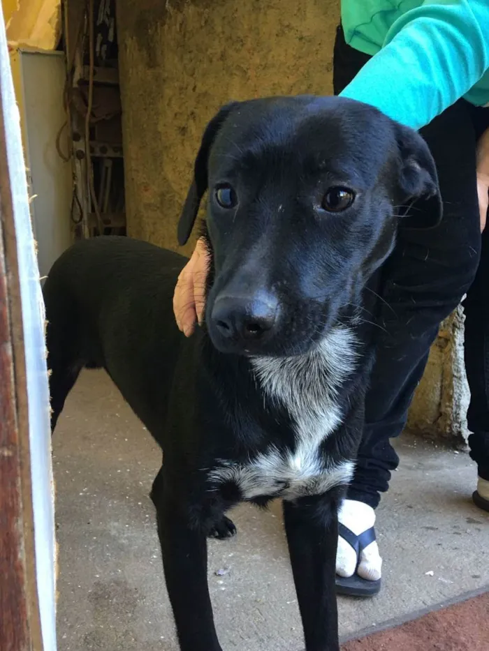 Cachorro ra a Vira lata idade 7 a 11 meses nome Negão 