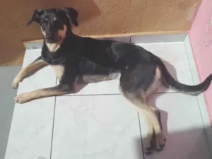 Cachorro raça Sem raça definida idade 1 ano nome Cacau