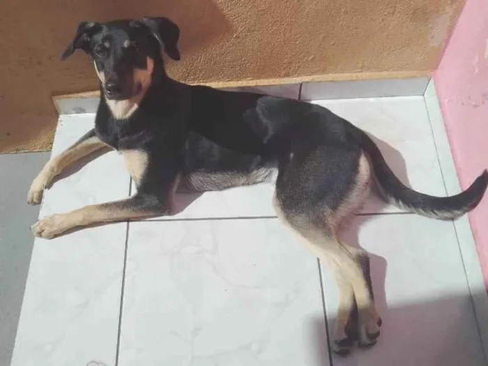 Cachorro ra a Sem raça definida idade 1 ano nome Cacau