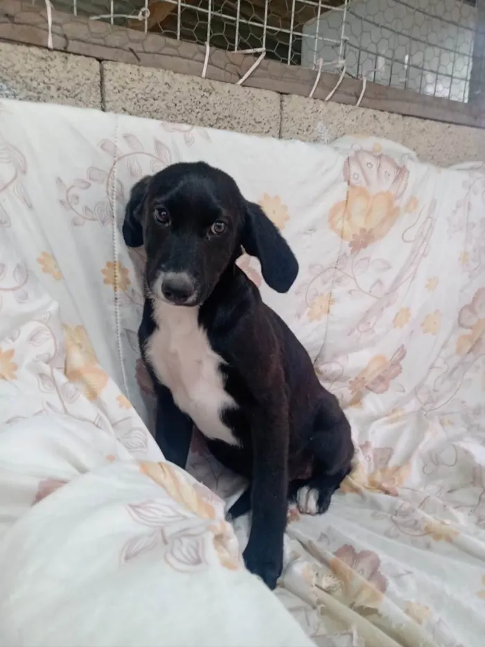 Cachorro raça Srd idade 2 a 6 meses nome Alfazema