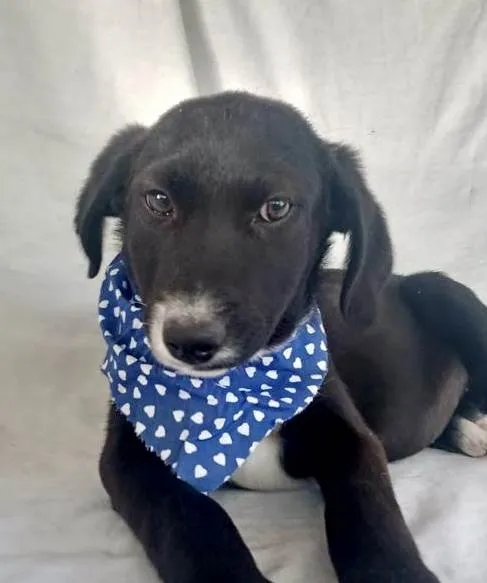 Cachorro raça Srd idade 2 a 6 meses nome Alfazema