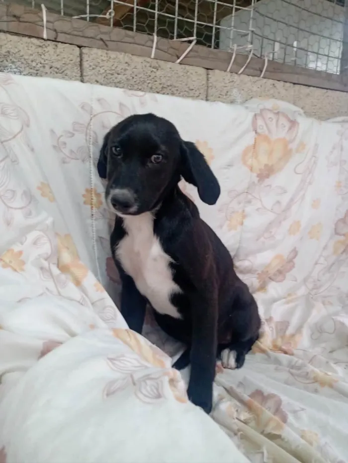 Cachorro raça Srd idade 2 a 6 meses nome Alfazema