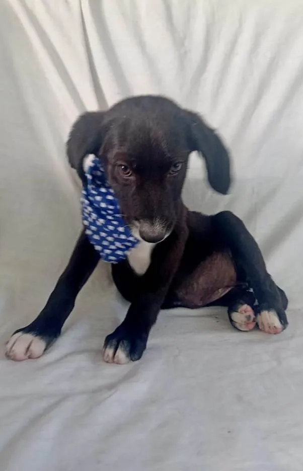 Cachorro raça Srd idade 2 a 6 meses nome Alfazema