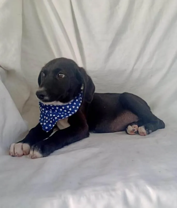 Cachorro raça Srd idade 2 a 6 meses nome Alfazema