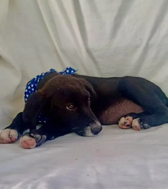 Cachorro raça Srd idade 2 a 6 meses nome Alfazema