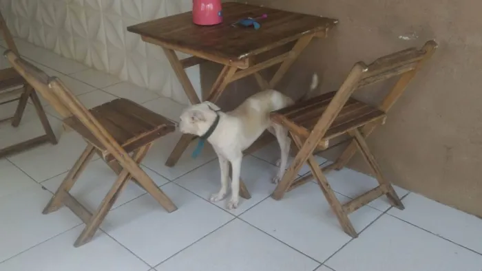 Cachorro ra a Srd idade 2 a 6 meses nome LILICA