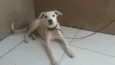 LILICA