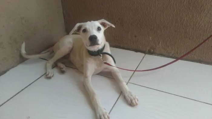 Cachorro ra a Srd idade 2 a 6 meses nome LILICA