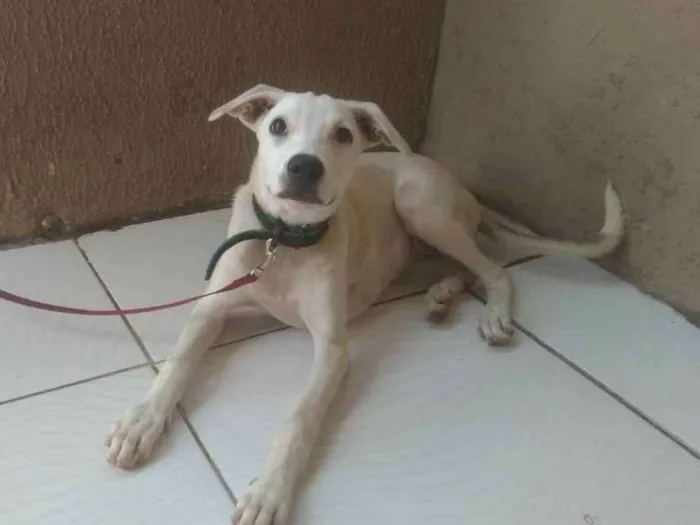 Cachorro ra a Srd idade 2 a 6 meses nome LILICA